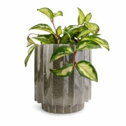 Lugano Scalloped Plant Pot - Green 13 Lugano Scalloped Plant Pot - Green -Indoor Plants Hoya carnosa Tricolor Wax Plant 12x20cm Lugano Scalloped Plant Pot Green 16x16cm 9244b768 5f12 4aa9 9ddf 82896bca8a89