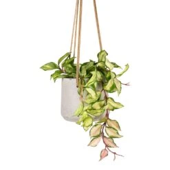 Patt Hanging Plant Pot - Grey Washed -Indoor Plants Hoya carnosa Tricolor Wax Plant 12x20cm Patt Hanging Plant Pot Grey Washed 17x14cm ee4d3ed1 3046 4f3b abc3 e7eeb2e20dad