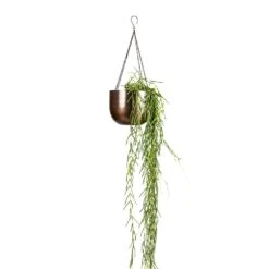 Mayfair Hanging Plant Pot - Mocha 14 Mayfair Hanging Plant Pot - Mocha -Indoor Plants Hoya linearis Linear Porcelain Plant 14x40cm Mayfair Hanging Plant Pot Mocha 21x16cm a4633362 8240 4dd6 a42f 819f23eb26c3