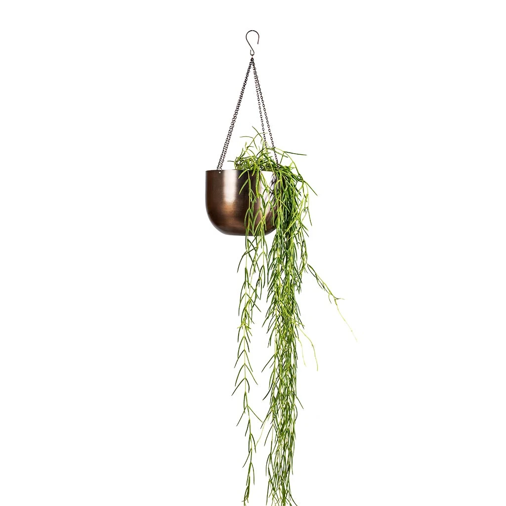 Mayfair Hanging Plant Pot - Mocha 6 Mayfair Hanging Plant Pot - Mocha - Image 6