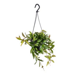 Hoya Rosita - Tropical Wax Plant -Indoor Plants Hoya rosita Tropical Wax Plant 14x20cm