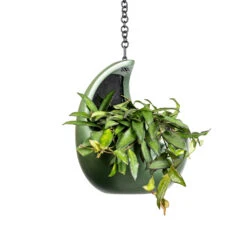 Gradient Hanging Cocoon - Matt Forest 10 Gradient Hanging Cocoon - Matt Forest -Indoor Plants Hoya rosita Tropical Wax Plant 14x20cm Gradient Hanging Cocoon Matt Forest 20x24cm 2 c76dc3af 483d 4e2c a656 49aac75c48c0