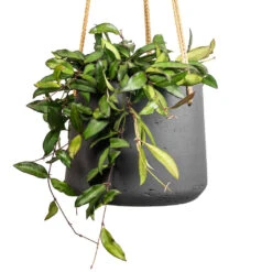 Patt Hanging Plant Pot - Black Washed -Indoor Plants Hoya rosita Tropical Wax Plant 14x20cm Patt Hanging Plant Pot Black Washed 20x17cm 2 3eda383f 9f22 4ad1 8f1c 7322bdff5e92