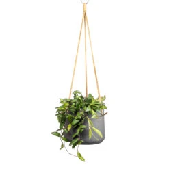 Patt Hanging Plant Pot - Black Washed -Indoor Plants Hoya rosita Tropical Wax Plant 14x20cm Patt Hanging Plant Pot Black Washed 20x17cm 795cbdc2 8bb8 41c7 b8ba d7371f89edc9