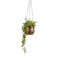 Mya Hanging Planter - Shiny Mocha -Indoor Plants Hoya wayetii Tricolor Wax Plant 14x30cm Mya Hanging Planter Shiny Mocha 18x16cm