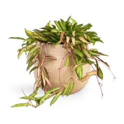 Ryan Plant Pot - Sand Gold -Indoor Plants Hoya wayetii Tricolor Wax Plant 14x40cm Ryan Plant Pot Sand Gold 18x16cm 39d8aebb 32ae 4d6e b7d1 23f87bb4c47f