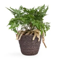 Humata Tyermannii - White Rabbit's Foot Fern -Indoor Plants Humata tyermannii White Rabbit s Foot Fern 12x20cm Igmar Plant Basket Grey 15x12cm