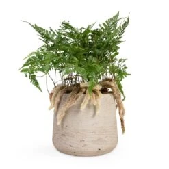 Humata Tyermannii - White Rabbit's Foot Fern -Indoor Plants Humata tyermannii White Rabbit s Foot Fern 12x20cm Patt Plant Pot Grey Washed 17x14cm