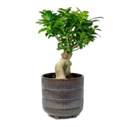 Ficus Ginseng - Indian Laurel -Indoor Plants Indian Laurel Ficus Ginseng Denise Sky Blue a6d262a0 45cc 4180 9d68 d036bd3c90ba