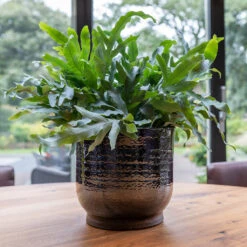 Jayla Plant Pot - Espresso -Indoor Plants Jayla Espresso 1
