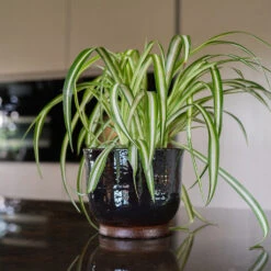 Jayla Plant Pot - Espresso -Indoor Plants Jayla Espresso 3