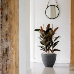 Jesslyn Granite Planter - Midnight Black 8 Jesslyn Granite Planter - Midnight Black -Indoor Plants Jesslyn Granite Planter Midnight Black Lifestyle 3