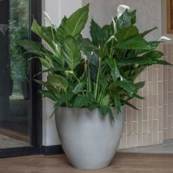 Jesslyn Refined Planter - Clouded Grey -Indoor Plants Jesslyn Refined Planter Clouded Grey Peace Lillies