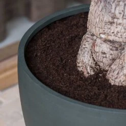 Jesslyn Refined Planter - Pine Green -Indoor Plants Jesslyn Refined Planter Pine Green Rim