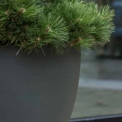 Jesslyn Refined Planter - Pine Green -Indoor Plants Jesslyn Refined Planter Pine Green Textures