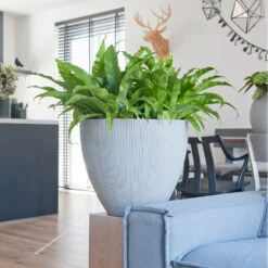 Jesslyn Plant Pot - Ridged Cement -Indoor Plants JesslynPlantPot RidgedCement 2