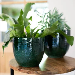 Jolin Plant Pot - Forest -Indoor Plants Jolin Forest 5