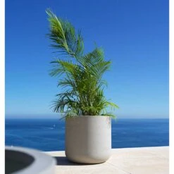 Jumbo Charlie Planter - Stone Washed 23 Jumbo Charlie Planter - Stone Washed -Indoor Plants Jumbo Charlie Planter Stone Washed Palm Tree