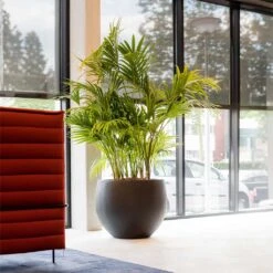 Jumbo Orb Natural Orb Planter - Black 10 Jumbo Orb Natural Orb Planter - Black -Indoor Plants Jumbo Orb Natural Orb Planter Black Kentia Palm fff74497 414d 4847 8a48 48dbd3cf1160