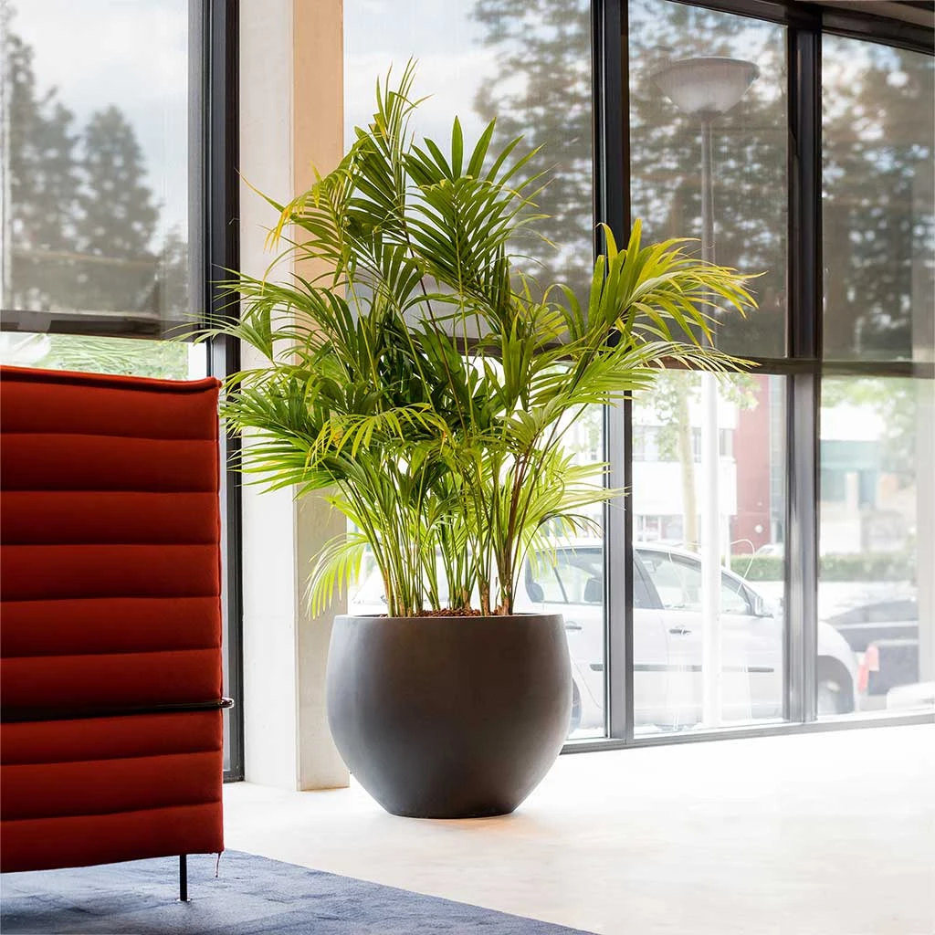 Jumbo Orb Natural Orb Planter - Black 3 Jumbo Orb Natural Orb Planter - Black - Image 3