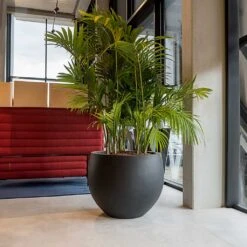 Jumbo Orb Natural Orb Planter - Black 13 Jumbo Orb Natural Orb Planter - Black -Indoor Plants Jumbo Orb Natural Orb Planter Black Office Palm