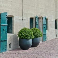 Jumbo Orb Natural Orb Planter - Black 14 Jumbo Orb Natural Orb Planter - Black -Indoor Plants Jumbo Orb Natural Orb Planter Black Outdoor Topiary