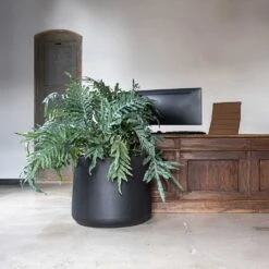 Jumbo Patt Natural Planter - Black -Indoor Plants Jumbo Patt Natural Planter Black Reception Planter