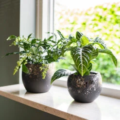 Kae Plant Pot - Mocha -Indoor Plants Kae Plant Pots Mocha Houseplants