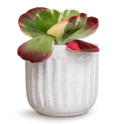 Kalanchoe Luciae Fantastic - Paddle Plant -Indoor Plants Kalanchoe luciae Fantastic Paddle Plant 12x25cm Duncan Plant Pot Cement 17x16cm