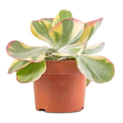 Kalanchoe Luciae Fantastic - Paddle Plant -Indoor Plants Kalanchoe luciae Fantastic Paddle Plant 2