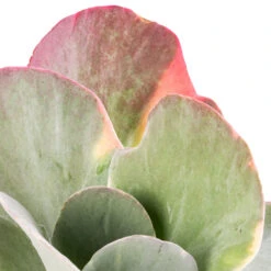 Kalanchoe Luciae Fantastic - Paddle Plant -Indoor Plants Kalanchoe luciae Fantastic Paddle Plant SWATCH