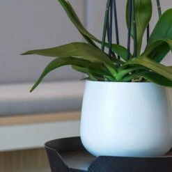 Kevan Essentials Plant Pot - Matt White -Indoor Plants Kevan Plant Pot Matt White Close Up