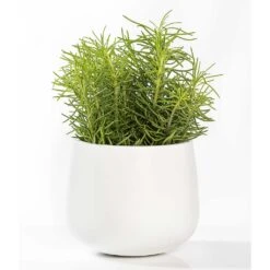 Kevan Essentials Plant Pot - Matt White -Indoor Plants Kevan Plant Pot Matt White Houseplant