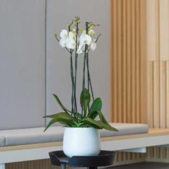 Kevan Essentials Plant Pot - Matt White -Indoor Plants Kevan Plant Pot Matt White Orchid