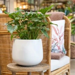 Kevan Essentials Plant Pot - Matt White -Indoor Plants Kevan Plant Pot Matt White Philodendron Xanadu Plant