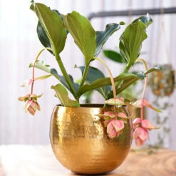 Kody Metal Plant Pots - Set Of 3 - Large - Gold -Indoor Plants Kody Metal Plant Pots Set of 2 Small Gold Lifestyle 02 c446cf52 5828 483a b7f1 16895f1c1bb7