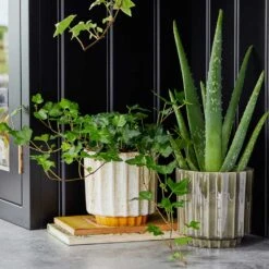 Lugano Scalloped Plant Pot - Green 16 Lugano Scalloped Plant Pot - Green -Indoor Plants LIfestyle Lugano Scalloped Plant Pot ae74e4e0 f0a1 4527 b98d a98742e47a0d