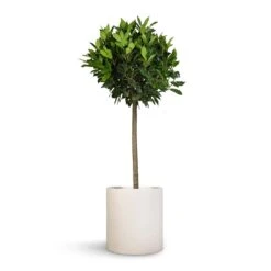 Max Refined Planter - Natural White -Indoor Plants Laurus nobilis Bay Tree 25x130cm Max Refined Planter Natural White 29x29.5cm 60aea5e9 dce7 4349 9dcd da1f6b99943b