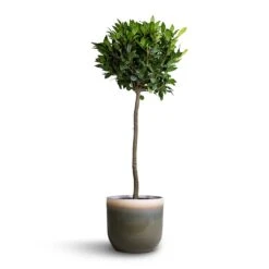 Tarra Plant Pot - Forest -Indoor Plants Laurus nobilis Bay Tree 25x130cm Tarra Plant Pot Forest 29x25cm 92f71aed ac19 41a1 b346 2acab6b339d3