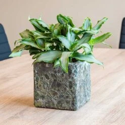 Lava Cube Relic Planter - Jade -Indoor Plants Lava Cube Relic Planter Jade Houseplants
