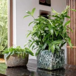 Lava Cube Relic Planter - Jade -Indoor Plants Lava Cube Relic Planter Jade Lifestyle