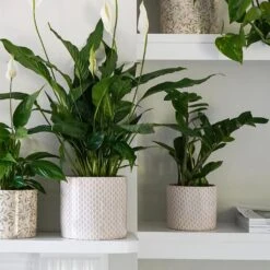 Lazzaro Plant Pot - Taupe Garland 10 Lazzaro Plant Pot - Taupe Garland -Indoor Plants Lazzaro Plant Pot Taupe Garland 15 x 13cm