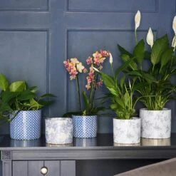 Lazzaro Plant Pot - Vintage Bird -Indoor Plants Lazzaro Plant Pot Vintage Bird 15 x 13cm