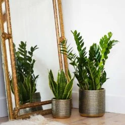 Solis Embossed Plant Pot - Gold 17 Solis Embossed Plant Pot - Gold -Indoor Plants Lifestyle Solis Embossed Plant Pot Gold 18x18cm 1