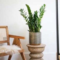 Solis Embossed Plant Pot - Gold 15 Solis Embossed Plant Pot - Gold -Indoor Plants Lifestyle Solis Embossed Plant Pot Gold 18x18cm