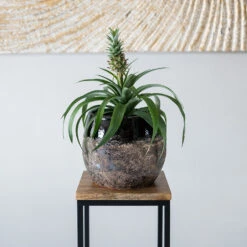 Lindy Plant Pot - Black -Indoor Plants Lindy Black 4