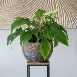 Lindy Plant Pot - Black -Indoor Plants Lindy Black 5