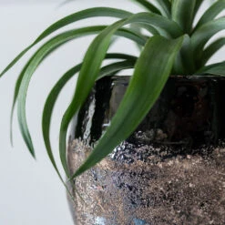 Lindy Plant Pot - Black -Indoor Plants Lindy Black 6