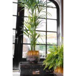 Lindy Plant Pot - Ochre -Indoor Plants Lindy Plant Pot Ochre Kentia Palm
