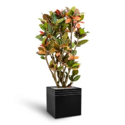 Line-Up Cube Planter - Matt Black -Indoor Plants Line Up Cube Planter Matt Black Croton